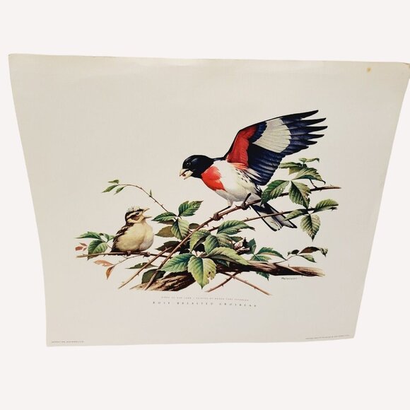 Vtg 1950's HTF Roger Tory Peterson Rose Breasted Grosbeak Bird Nature Art Print - Picture 1 of 9